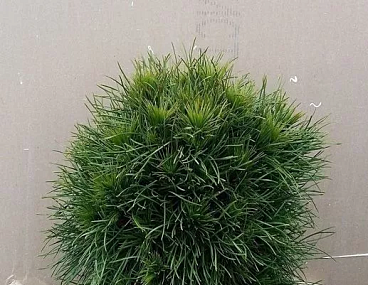 Сосна обыкновенная Глобоза Виридис