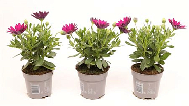 Osteospermum Violet