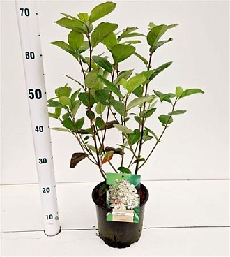 Aronia Prunifolia Viking