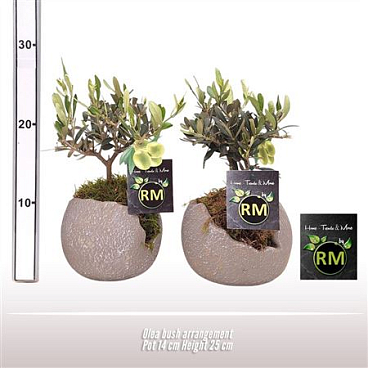 Olea Europaea Bush Arrangement