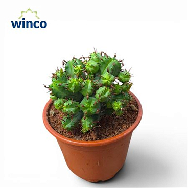 Euphorbia Enopla Compactum