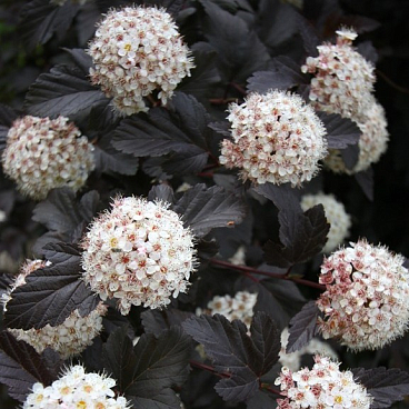 Пузыреплодник калинолистный Ред Барон в тубе