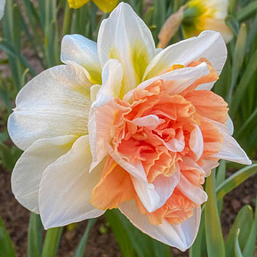 Нарцисс махровый Май Стори