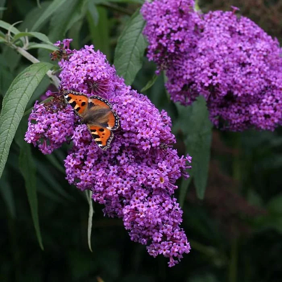 Буддлея давида Бордер Бьюти