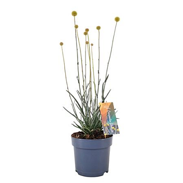 Craspedia Globosa Golf Beauty