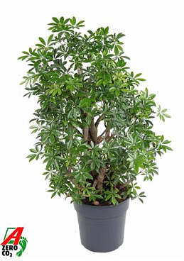 Schefflera Luseana