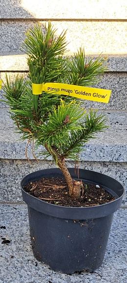 Сосна горная Голден Глоу