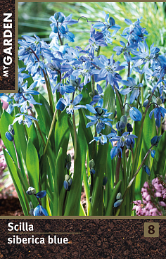 Сцилла cибирская голубая