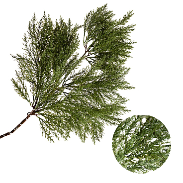 Рододендрон гибридный Тарагона