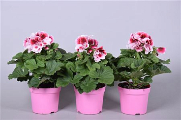 Pelargonium Grandi Pink