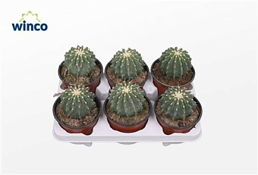 Ферокактус Glaucescends Inermis