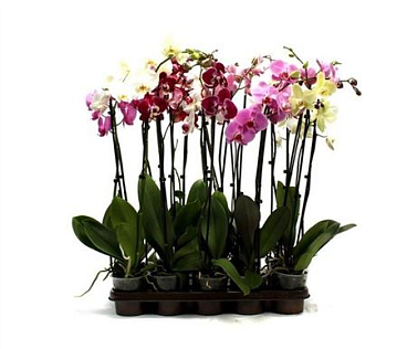 Phal 2st Mix Long 18+ (vg)