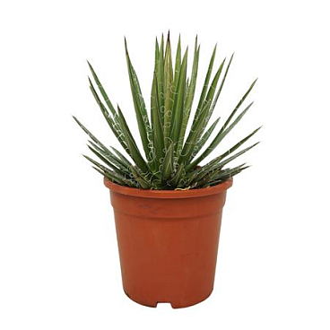Agave Filifera 17 Cm