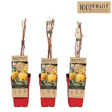 Rubus Idaeus Twotimer Sugana Yellow