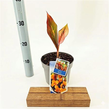 Canna Tropicana