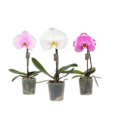 Phal 1st Singolo Mix 1+ (opti)