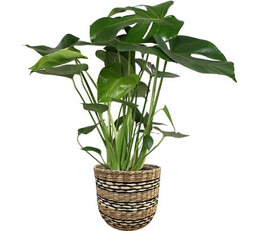 Monstera Deliciosa In Nairobi Basket