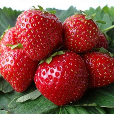 Земляника Изаура