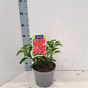 Kalmia Lat Kardinal
