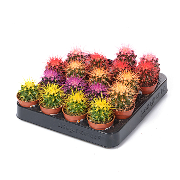 Эхинокактус Грузони краш. микс | Оптовая цветочная компания «Флора Групп» Эхинокактус Грузони краш. микс