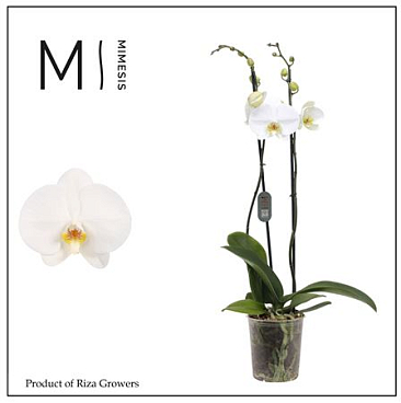 Phal 2st White Bigflower (mimesis)