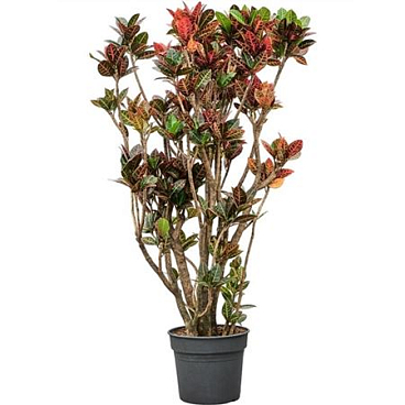 Codiaeum Petra