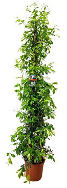Trachelospernum Jasminoides