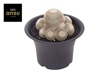 Mammillaria Lenta Xxxl