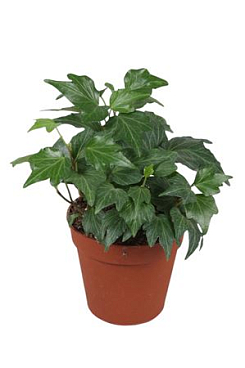 Hedera Helix Green Ripple