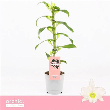 Dendr Nob 1st Apollon Compact