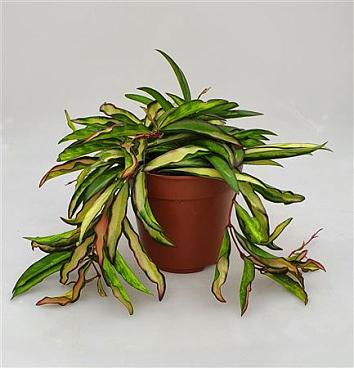 Hoya Wayetii Tricolor