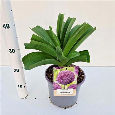 Allium Ambassador.