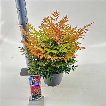 Nandina Dom Gulfstream