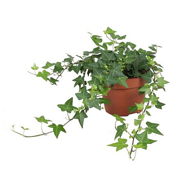 Hedera Anna