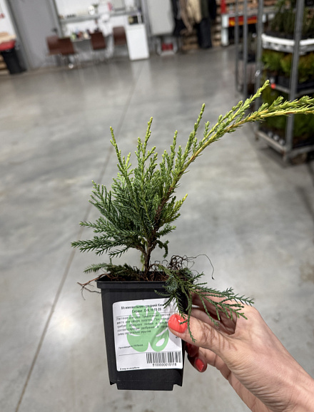 Можжевельник средний Кинг Оф Спринг