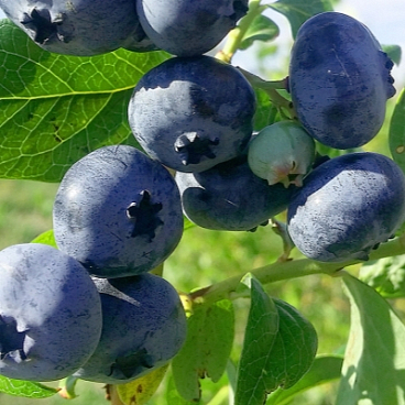 Голубика высокорослая Торо