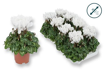Cyclamen Compact White