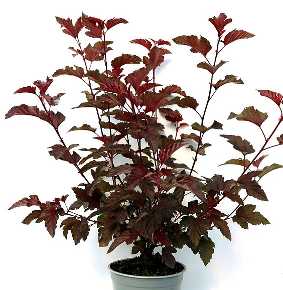 Пузыреплодник калинолистный Андре