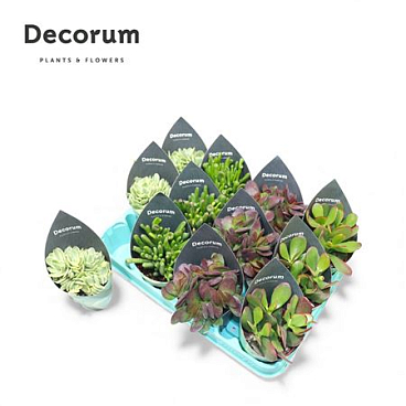 Crassula Mix (4spc.) (dec)
