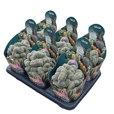 Lobivia Densispina Crestata Potcover