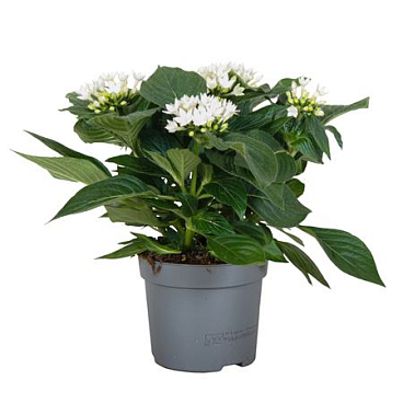 Pentas Starcluster White