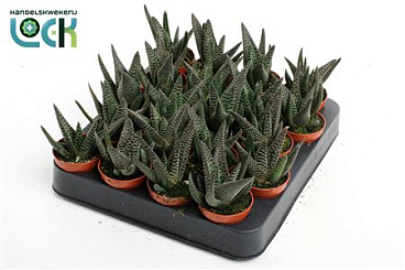 Haworthia Gasworthia Royal Highness