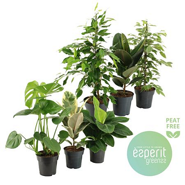 Greenmix Greenss 4-6 Srt]