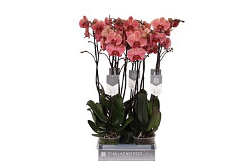 Phal 2st Narbonne 18+ (by-5)