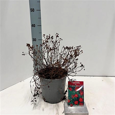 Potentilla Frut Red Ace