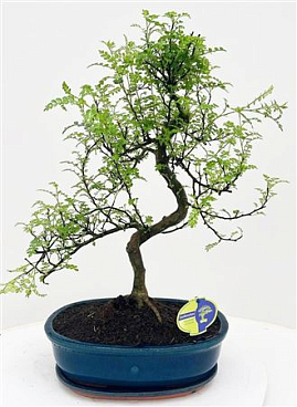 Bonsai With Driptray
