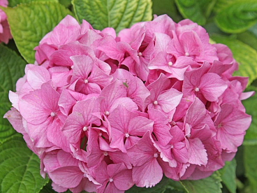Гортензия крупнолистная Анконг
