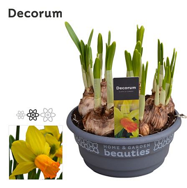 Narcissus Jetfire (decorum)