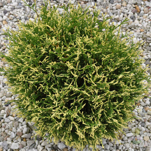 Туя западная Пикадили