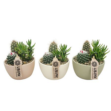 Cactus Mix In Bowl